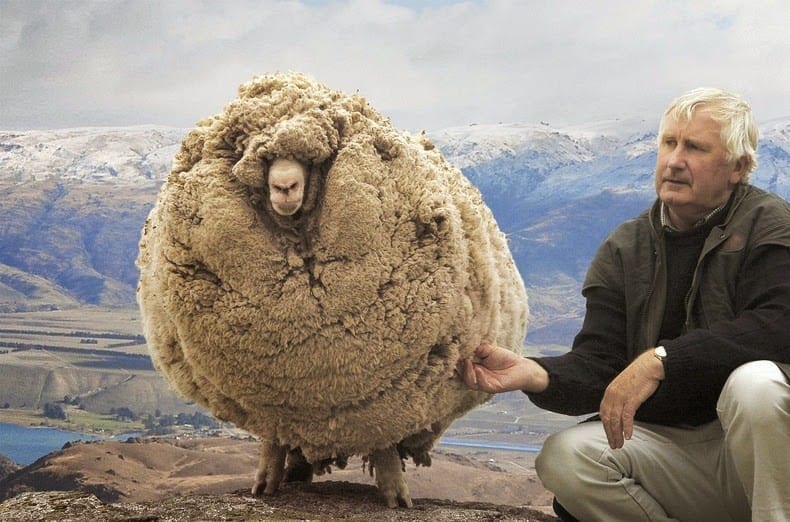 Shrek the sheep